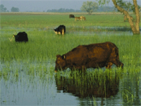 cow in bayou