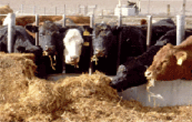 cows eating straw