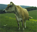 dairy cow