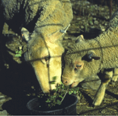 ewe and lamb eat the same shrub