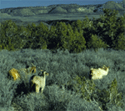 Goats grazing blackbrush