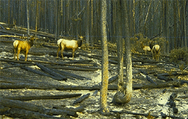 elk in burned area