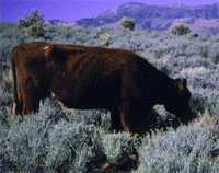 cow in desert