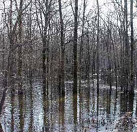 example of a green tree reservoir