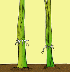 illustration of adventitious roots