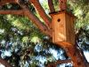 bird box