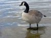 canada goose