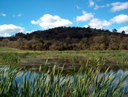 A wetland in Pennsylvania