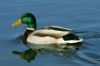 mallard swimming
