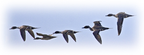 pintails in flight