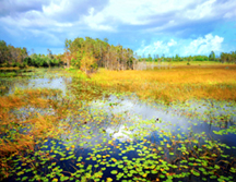 autumn wetland