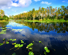 a wetland with floating leaved vegetation