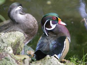 wood duck