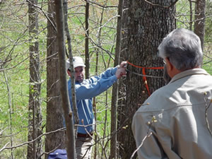 measuring diameter of a tree